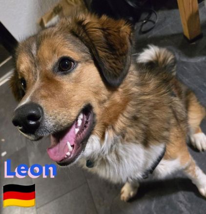 Leon, 02/24 - süßer Teenie sucht DRINGEND Zuhause! Leon wartet in 64385 Reichelsheim