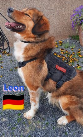 Leon, 02/24 - süßer Teenie sucht DRINGEND Zuhause! Leon wartet in 64385 Reichelsheim