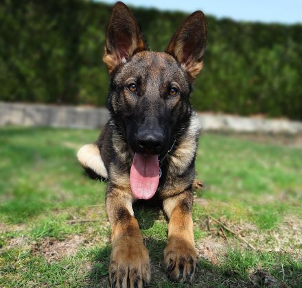 Deutscher Schäferhund Rüde 8 Monate vorgeröngt