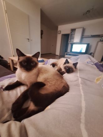 2 reinrassige Siamkatzen 1,5 Jahre und 9 Monate