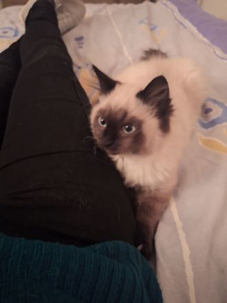 2 reinrassige Siamkatzen 1,5 Jahre und 9 Monate