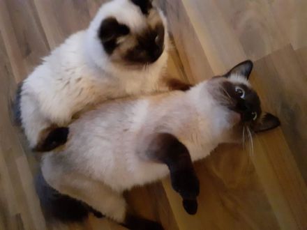 2 reinrassige Siamkatzen 1,5 Jahre und 9 Monate