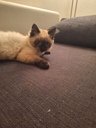 2 reinrassige Siamkatzen 1,5 Jahre und 9 Monate