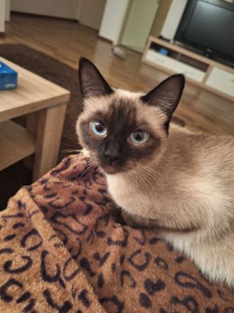 2 reinrassige Siamkatzen 1,5 Jahre und 9 Monate