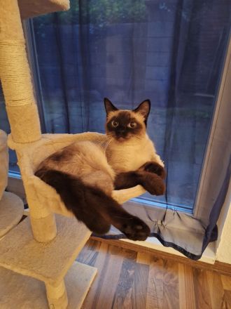 2 reinrassige Siamkatzen 1,5 Jahre und 9 Monate