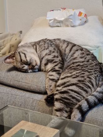 Reinrassiger BKH Tabby Silver Shaded