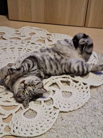 Reinrassiger BKH Tabby Silver Shaded