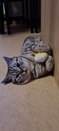 Reinrassiger BKH Tabby Silver Shaded