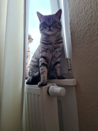 Reinrassiger BKH Tabby Silver Shaded