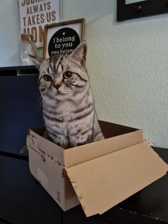 Reinrassiger BKH Tabby Silver Shaded