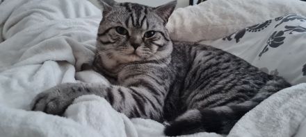 Reinrassiger BKH Tabby Silver Shaded