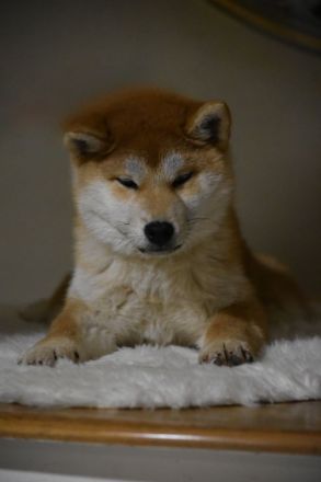 Shiba Inu Welpen