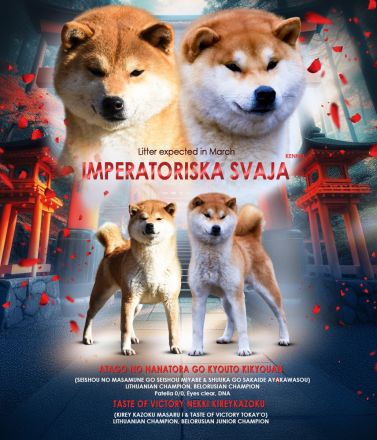 Shiba Inu Welpen