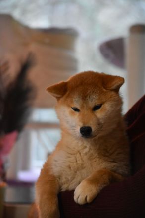 Shiba Inu Welpen