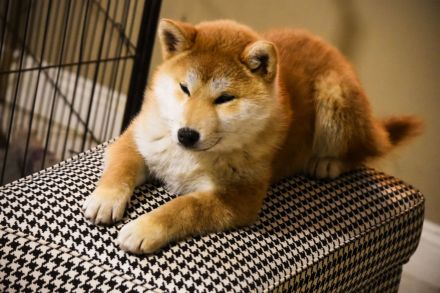 Shiba Inu Welpen