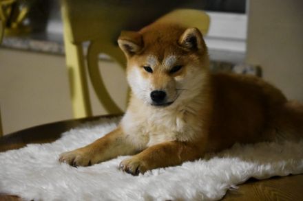 Shiba Inu Welpen
