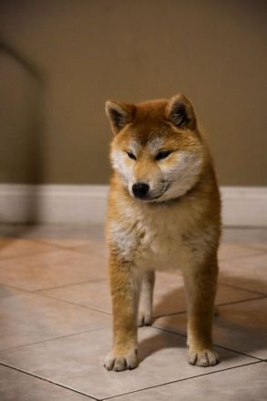 Shiba Inu Welpen