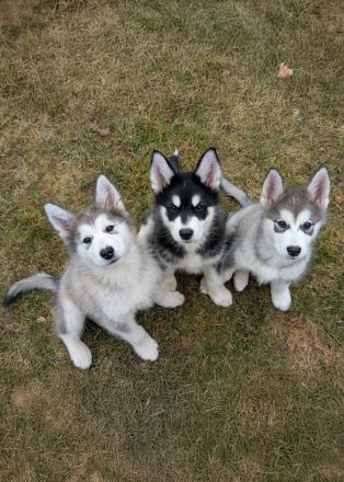 Silvesterwurf - Alaskan Malamute Hündinnen suchen zu Hause