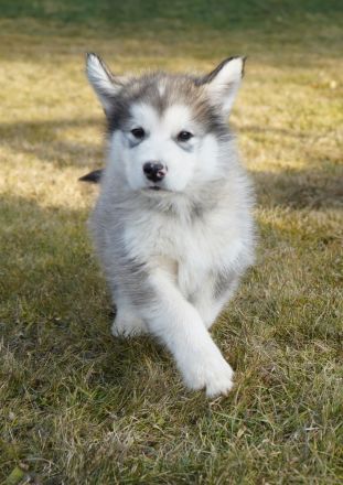 Silvesterwurf - Alaskan Malamute Hündinnen suchen zu Hause