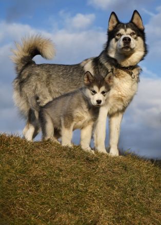 Silvesterwurf - Alaskan Malamute Hündinnen suchen zu Hause