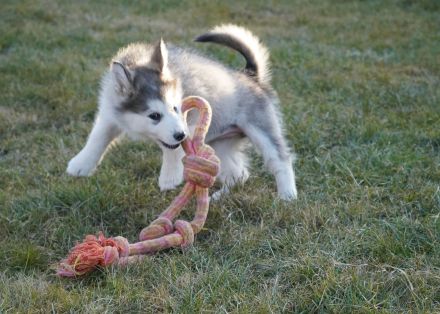 Silvesterwurf - Alaskan Malamute Hündinnen suchen zu Hause