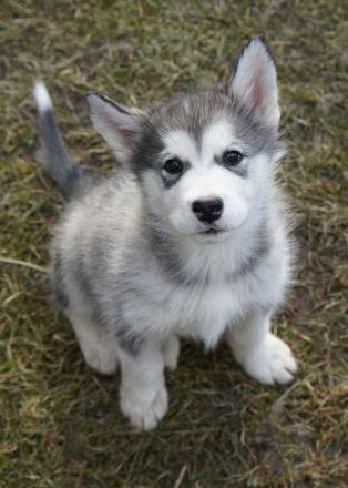 Silvesterwurf - Alaskan Malamute Hündinnen suchen zu Hause