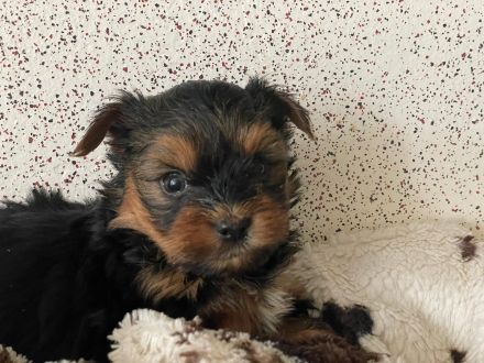 Wunderschöne Mini Yorkshire Terrier Welpen
