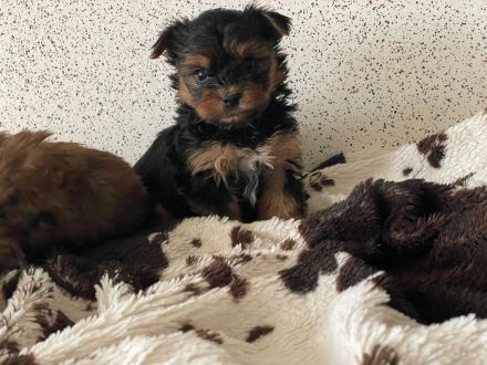 Wunderschöne Mini Yorkshire Terrier Welpen