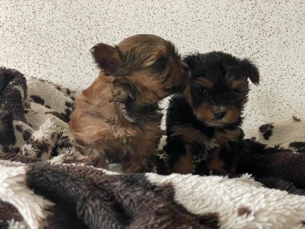 Wunderschöne Mini Yorkshire Terrier Welpen