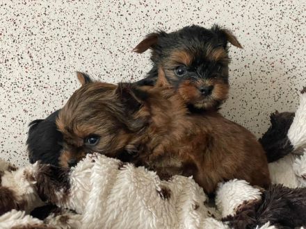 Wunderschöne Mini Yorkshire Terrier Welpen