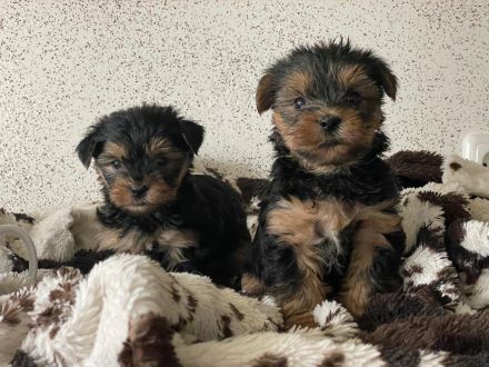 Wunderschöne Mini Yorkshire Terrier Welpen