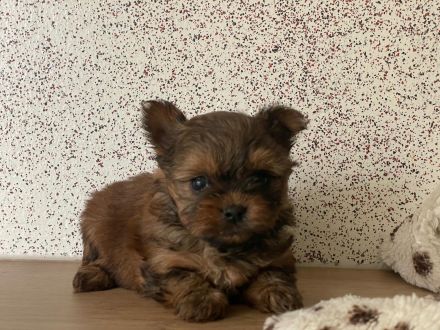 Wunderschöne Mini Yorkshire Terrier Welpen