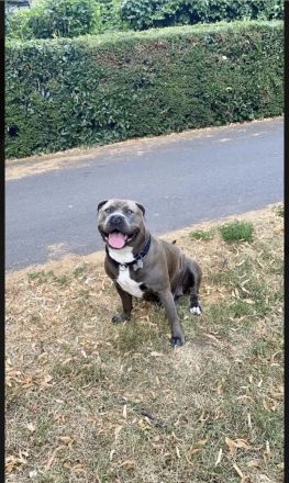 American Bully XL