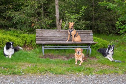 SUCHHUNDE NASE VORN! Mobile Hundeschule + Hundetraining vor Ort + HSK / FKB / KB