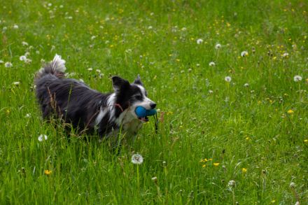 SUCHHUNDE NASE VORN! Mobile Hundeschule + Hundetraining vor Ort + HSK / FKB / KB
