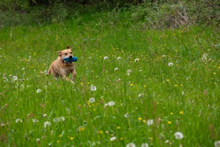 SUCHHUNDE NASE VORN! Mobile Hundeschule + Hundetraining vor Ort + HSK / FKB / KB