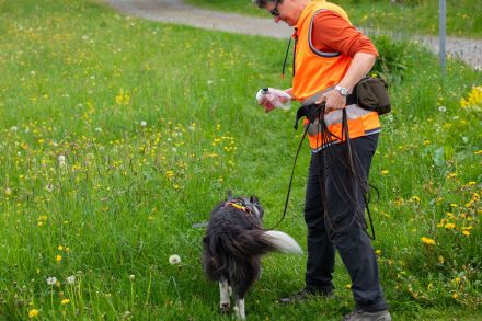 SUCHHUNDE NASE VORN! Mobile Hundeschule + Hundetraining vor Ort + HSK / FKB / KB