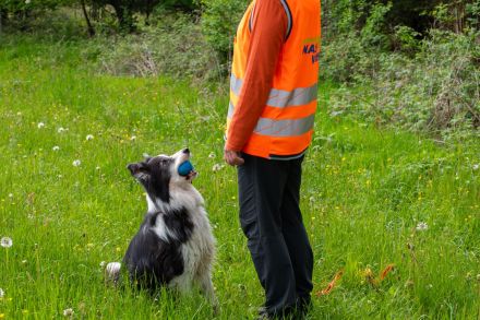 SUCHHUNDE NASE VORN! Mobile Hundeschule + Hundetraining vor Ort + HSK / FKB / KB