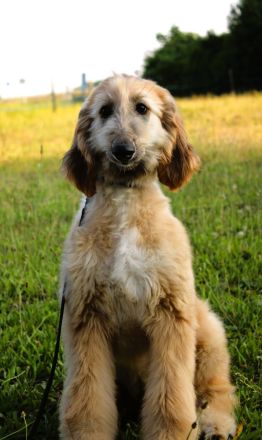 Afghan Hound-Welpen