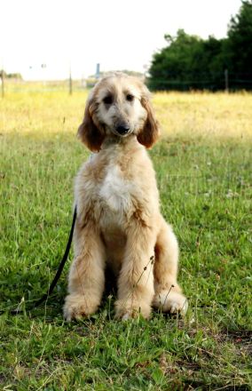 Afghan Hound-Welpen