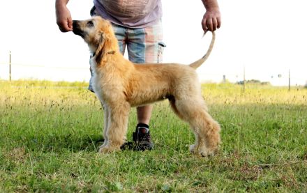 Afghan Hound-Welpen