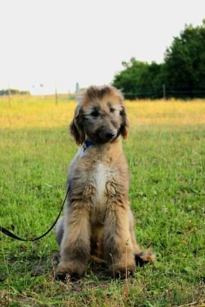 Afghan Hound-Welpen
