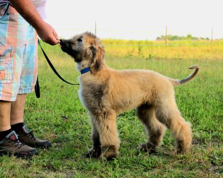 Afghan Hound-Welpen