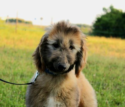 Afghan Hound-Welpen