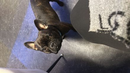 Französische Bulldogge