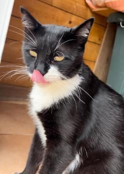 Smoking, FIV positiv, Einzelprinz