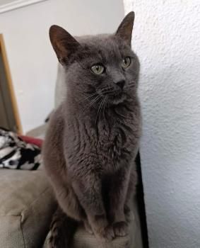 Aruba, Einzelprinzessin