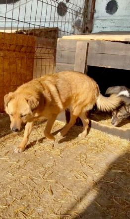 Bella2, sehr lieb aber noch schüchtern