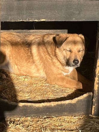 Bella2, sehr lieb aber noch schüchtern