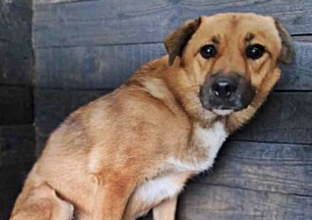 Bella2, sehr lieb aber noch schüchtern